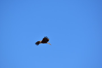 真っ青な空にトンビ
