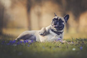 Hund liegt im Gras mit Blumen