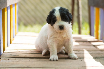 landseer puppy dog newfounland 