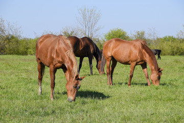 Obraz na płótnie Canvas Horses graze in the pasture. Paddock horses on a horse farm. Walking horses