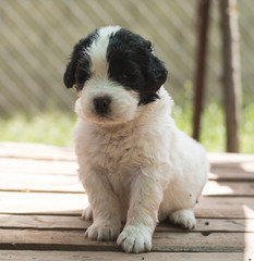 landseer puppy dog newfounland 
