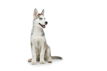 Cute husky puppy dog