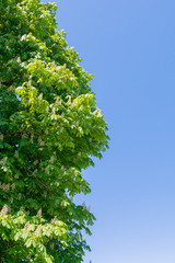 Grüner Baum vor blauem Hintergrund