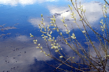 catkins on water background