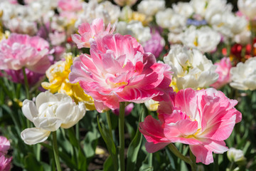 Pfingsten mit Pfingstrosen - Festtag im Juni