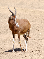 Antelope blesbok or blesbuck (Damaliscus pygargus phillipsi) standing on sand