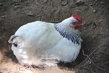 Poule