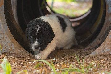 Naklejka premium landseer puppy dog newfounland 