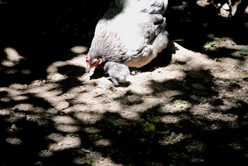 Poule et poussin © Laure Cabot