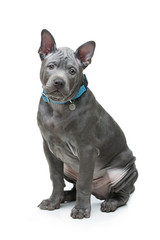 Thai ridgeback puppy