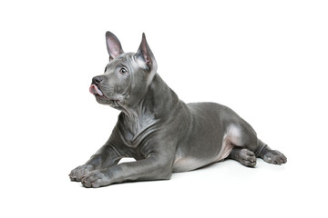 Fototapeta premium Thai ridgeback puppy