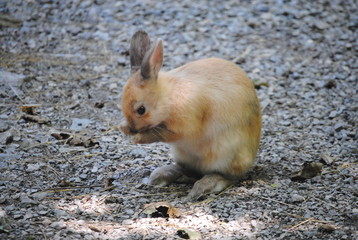 Lapin
