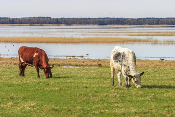 Dairy cows in a meadow by a lake