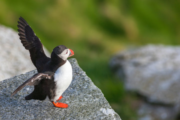 Atlantic Puffin flapping its wings on a rock