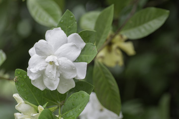 White flowers bloom with a drop of rain .