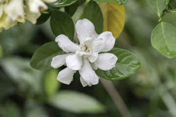 White flowers bloom with a drop of rain .