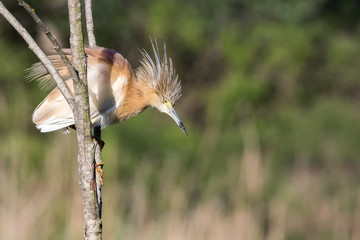 Sgarza Ciuffetto (Ardeola ralloides)