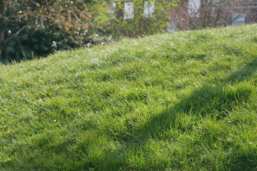 Obraz premium Grass field meadow Narrow DOF