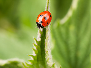 ladybird outside on a leaf in spring