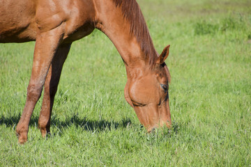 Obraz premium Horses graze in the pasture. Paddock horses on a horse farm. Walking horses