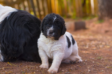 landseer puppy dog newfounland 