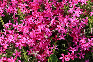 スカーレットフレーム