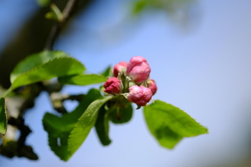fleurs de pommier