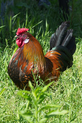 Ritratto di gallo americano 