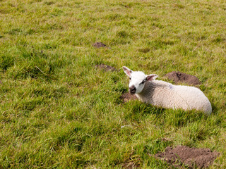 Obraz premium spring cute lamb resting on grass field in spring