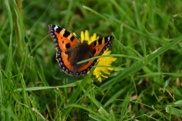 Schmetterling auf Blume