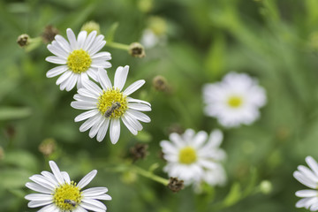 Obraz premium bee sucking nectar from Chamomile flowers