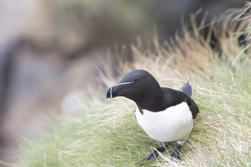 Razorbill