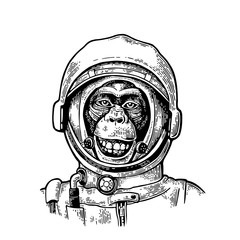Monkey in astronaut helmet. Vintage black engraving
