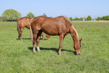 Naklejka na ściany i meble Horses graze in the pasture. Paddock horses on a horse farm. Walking horses