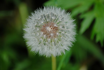 Fototapeta premium Pissenlit