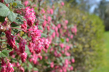 Kirschblüte