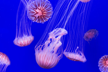 Fototapeta premium jellyfish - chrysaora pacifica