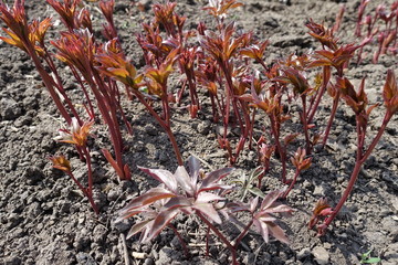 Close up of reddish sprouts of Paeonia officinalis