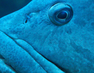 Fototapeta premium Big fish eye