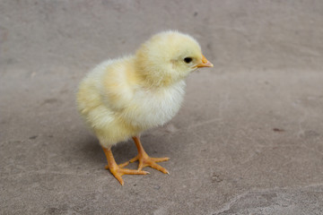 little chicken on a gray background