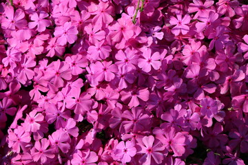 マックダニエルクッション