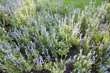 Lavender field