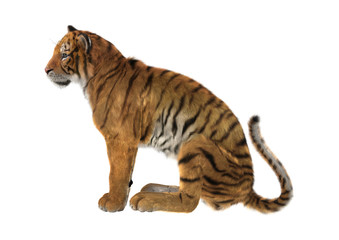 Fototapeta na wymiar 3D Rendering Big Cat Tiger on White