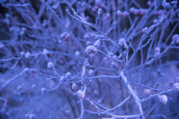 rosehip in winter bavaria 