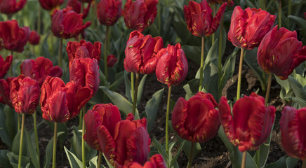 Obraz premium red tulips