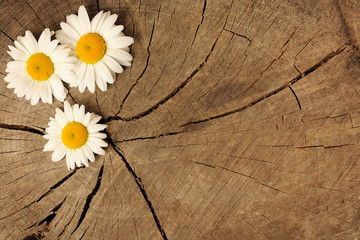 Obraz premium daisies on wooden background