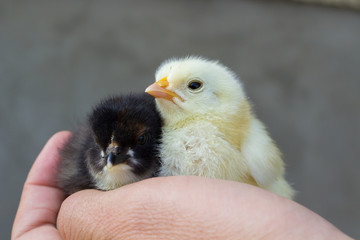 black and white chicken in hand