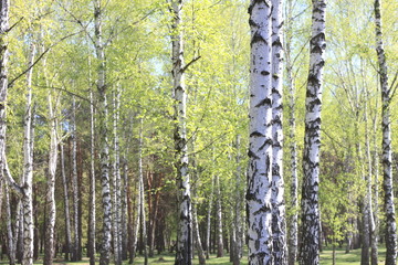 Beautiful landscape with young juicy green birches with green leaves and with black and white birch trunks in sunlight in the morning in spring