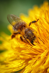 Bee on a yellow dandelion  flower collecting pollen and gathering nectar to produce honey in the hive