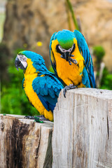 close-up portrait of a colorful parrots